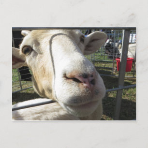 Postal Cierre de cabra