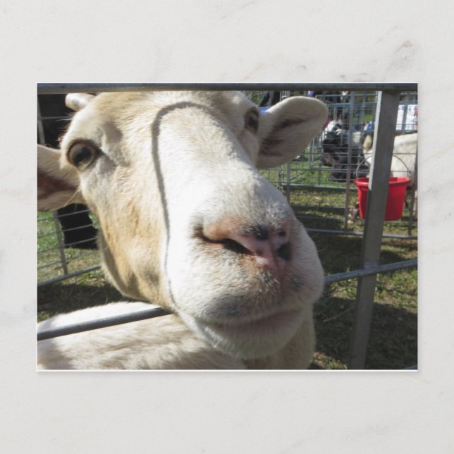 Postal Cierre de cabra (Anverso)