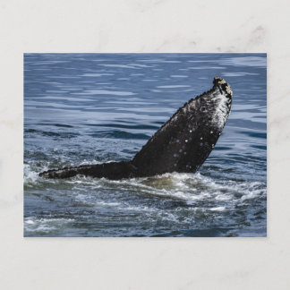 Postal Cierre de cola de ballena jorobada - Fotografía de