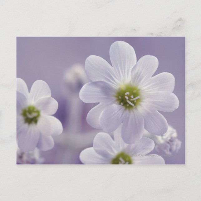 Postal Cierre de flores 2 (Anverso)