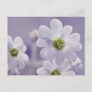 Postal Cierre de flores 2