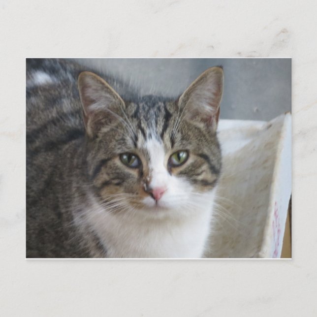 Postal Cierre de gatitos (Anverso)