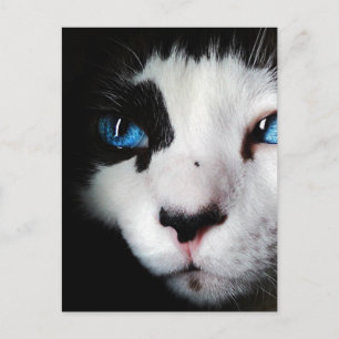 Postal Cierre de gato de Tuxedo Oído Azul