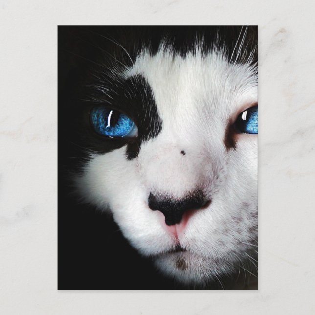 Postal Cierre de gato de Tuxedo Oído Azul (Anverso)