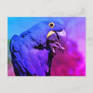 Postal Cierre de Hyacinth macaw