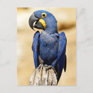 Postal Cierre de Hyacinth macaw
