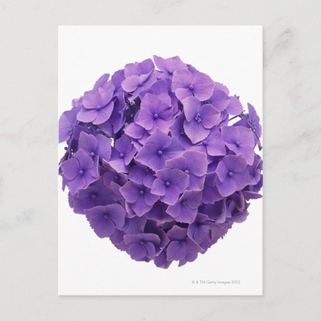 Postal Cierre de Hydrangea Ball (Anverso)