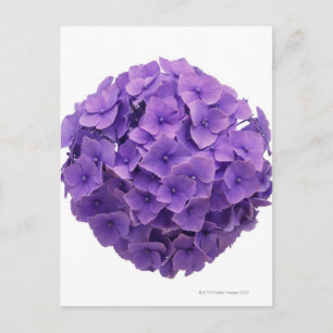 Postal Cierre de Hydrangea Ball