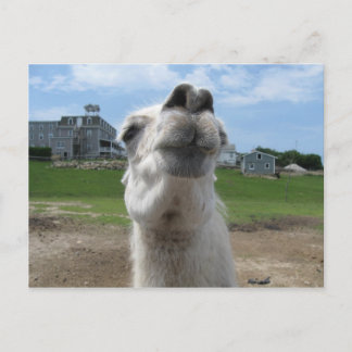 Postal Cierre de Kiss Me Llama