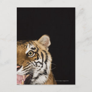 Postal Cierre de la cara de un tigre ruidoso