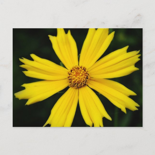 Postal Cierre de la flor de Cosmos Amarillo (Anverso)