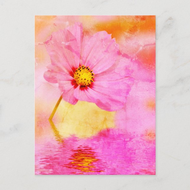Postal Cierre de la flor de cosmos rosa por encima del ag (Anverso)