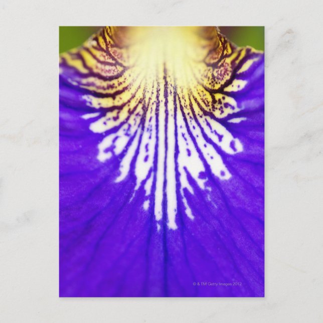Postal Cierre de la flor silvestre, bandera azul Iris (Ir (Anverso)