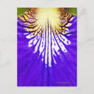 Postal Cierre de la flor silvestre, bandera azul Iris (Ir