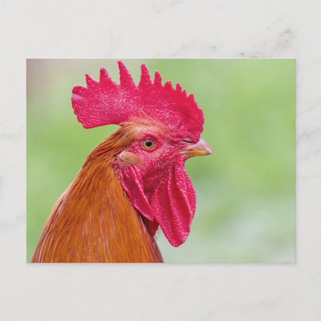 Postal Cierre de la lista (Anverso)