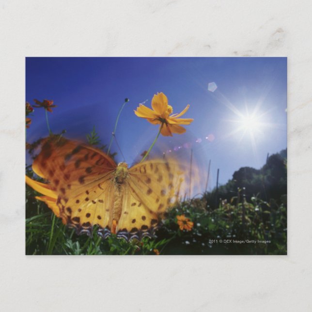 Postal Cierre de la mariposa, alitas aleteadas (Anverso)