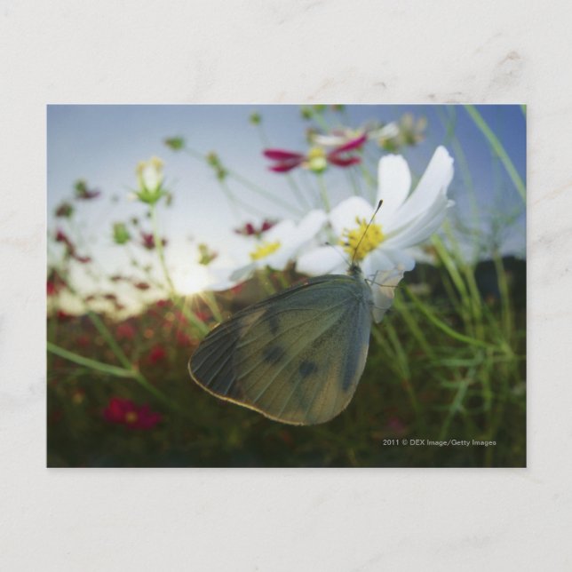 Postal Cierre de la mariposa en flor (Anverso)