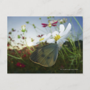 Postal Cierre de la mariposa en flor