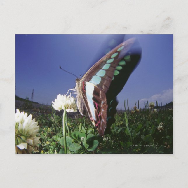 Postal Cierre de la mariposa en flor, alitas aleteadas (Anverso)