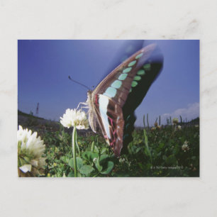 Postal Cierre de la mariposa en flor, alitas aleteadas