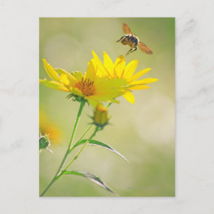 Postal Cierre de la miel de abeja volando hacia el amaril