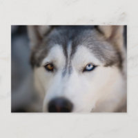 Cierre de la mirada estática de un Malamute de Ala