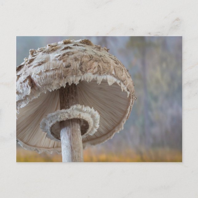 Postal Cierre De La Parte De Abajo De Los Hongos (Anverso)