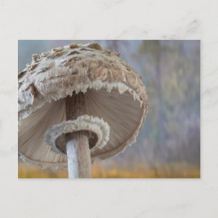 Postal Cierre De La Parte De Abajo De Los Hongos