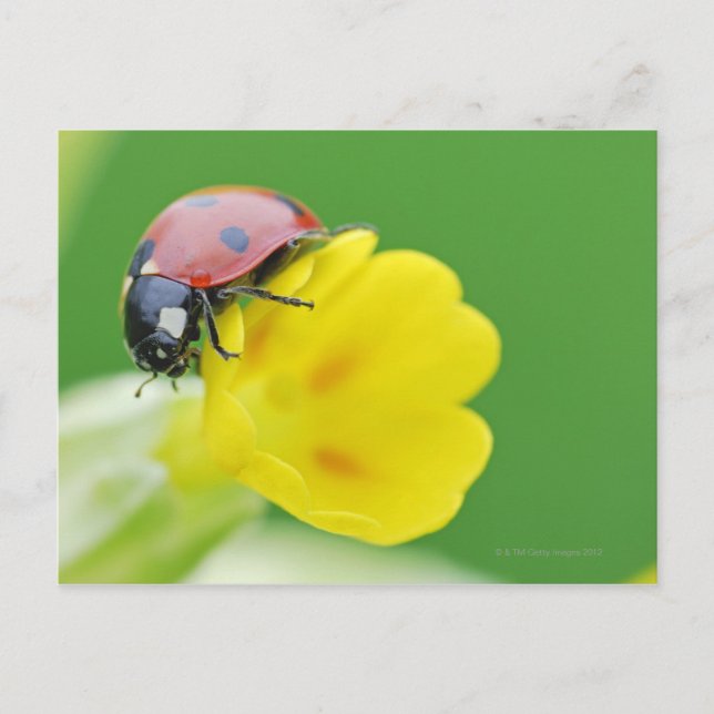 Postal Cierre de Ladybug (Anverso)