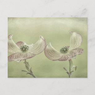 Postal Cierre de las flores de madera de perro rosa  Marc