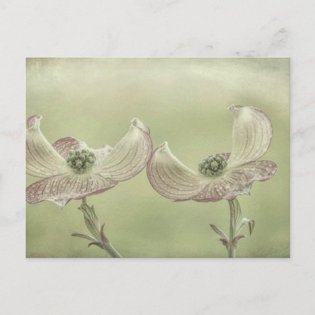 Postal Cierre de las flores de madera de perro rosa| Marc (Anverso)