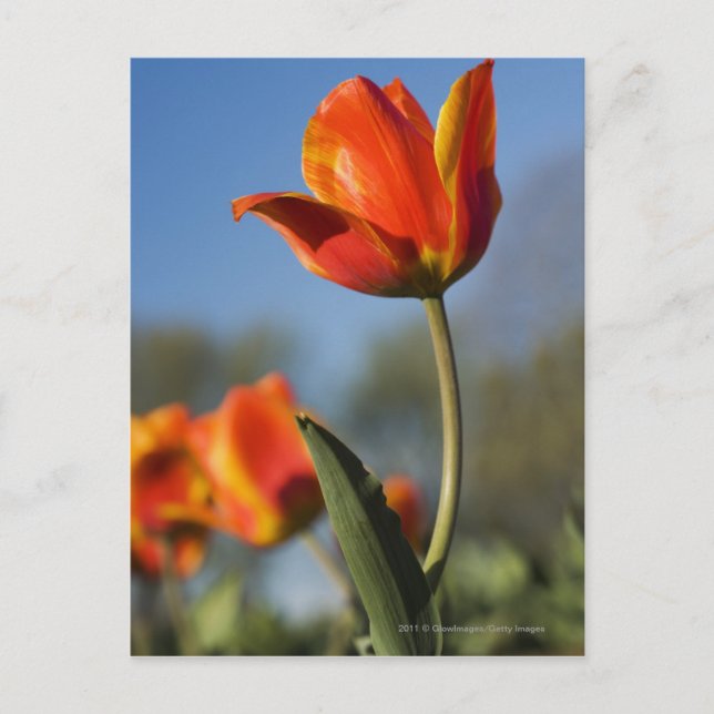 Postal Cierre de las flores de tulipán (Anverso)