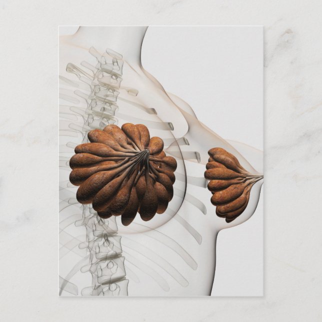 Postal Cierre De Las Glándulas Mamarias Femeninas (Anverso)