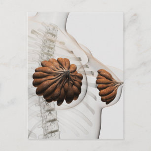 Postal Cierre De Las Glándulas Mamarias Femeninas