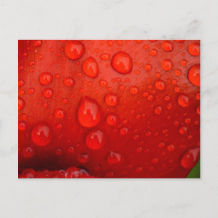 Postal Cierre de las gotas de lluvia en el pétalo de los 