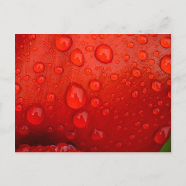 Postal Cierre de las gotas de lluvia en el pétalo de los  (Anverso)