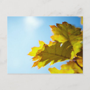 Postal Cierre de las hojas de otoño amarillas
