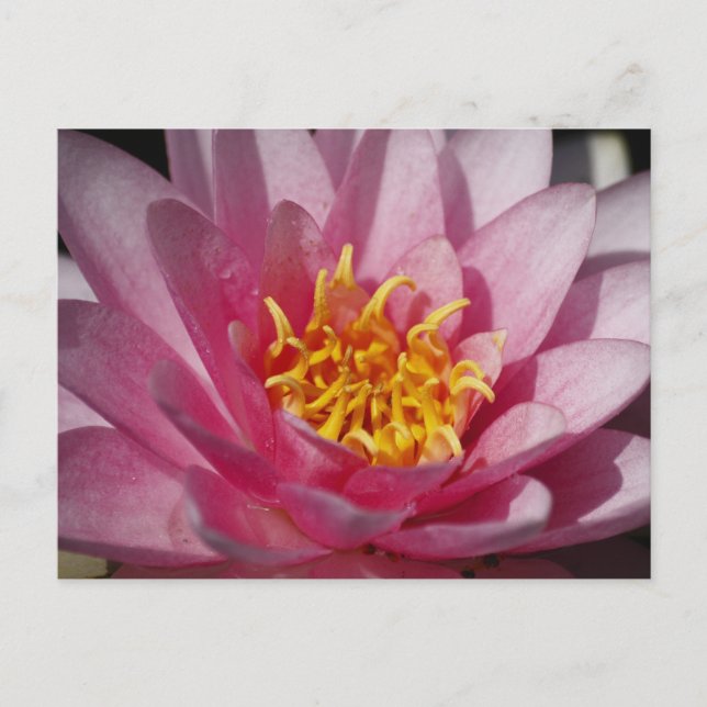 Postal Cierre de Lirios (Anverso)