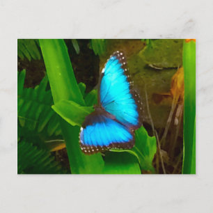 Postal Cierre de mariposa azul