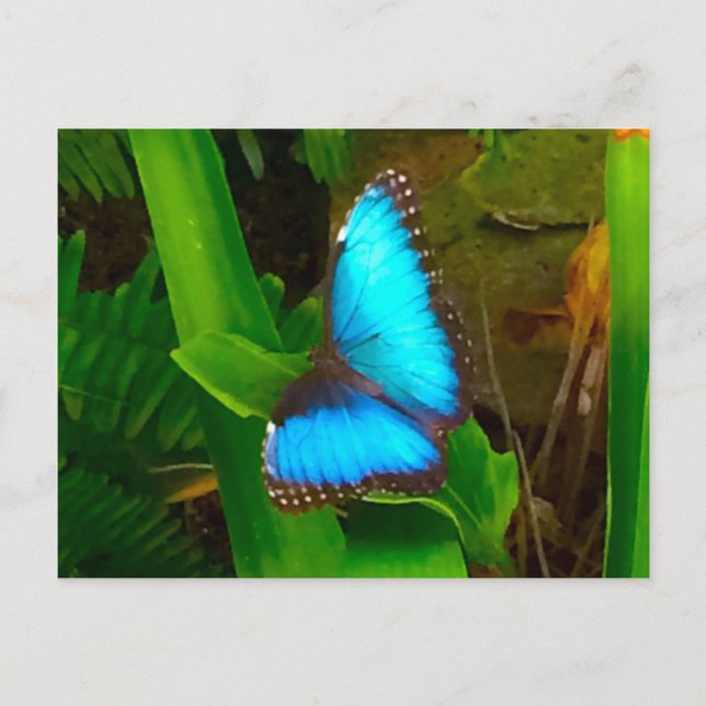 Postal Cierre de mariposa azul (Anverso)