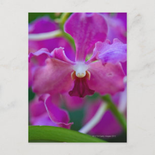 Postal Cierre de orquídeas rosas