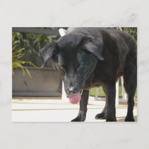 Postal Cierre de Perro Recuperador de Labrador Negro