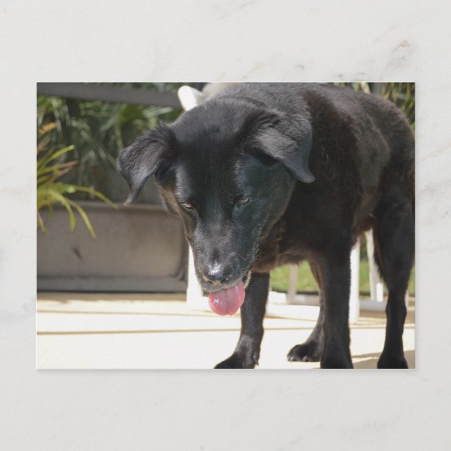 Postal Cierre de Perro Recuperador de Labrador Negro (Anverso)