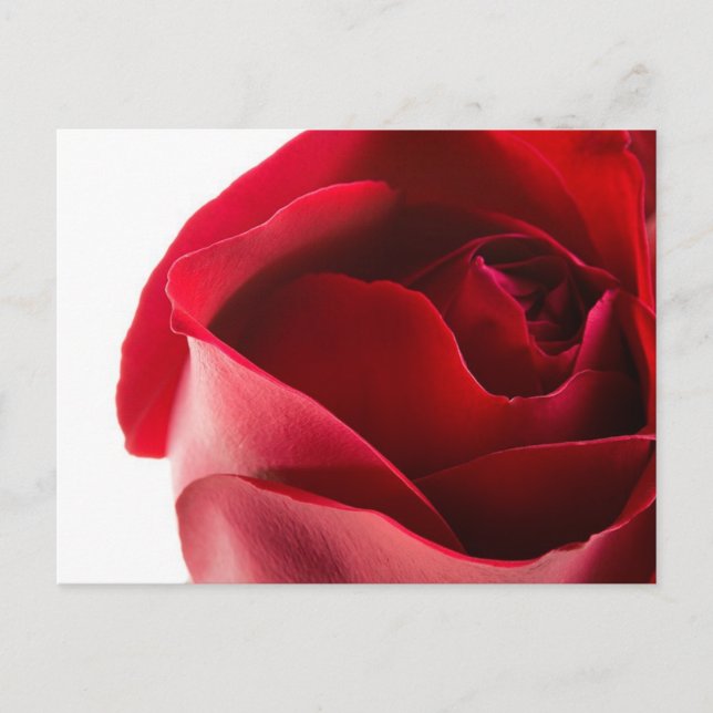 Postal Cierre de Red Rose (Anverso)