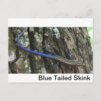 Postal Cierre de Skink con cola azul