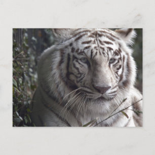 Postal Cierre de Tigres Blancos