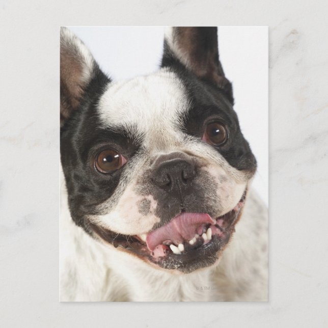 Postal Cierre de un Boston Terrier sacando su (Anverso)