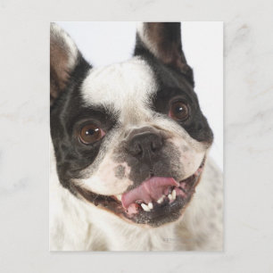 Postal Cierre de un Boston Terrier sacando su
