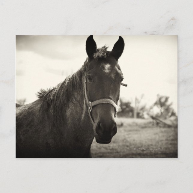 Postal cierre de un caballo con tono sepia aplicado (Anverso)