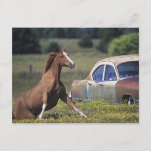 Postal Cierre de un caballo que corre cerca de un coche e